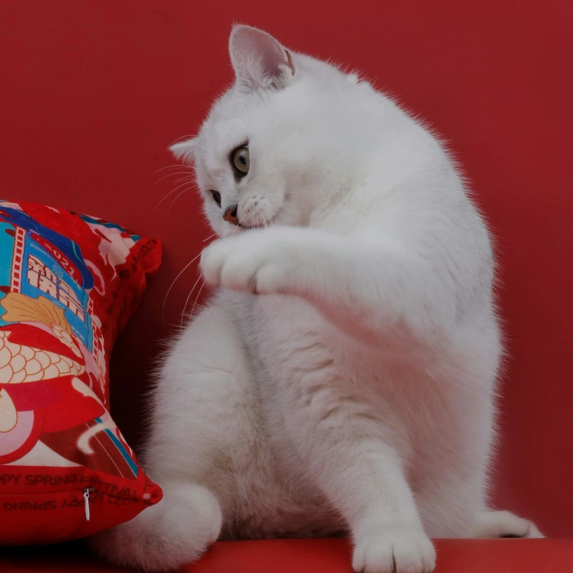 a white cat with its paw on a red surface